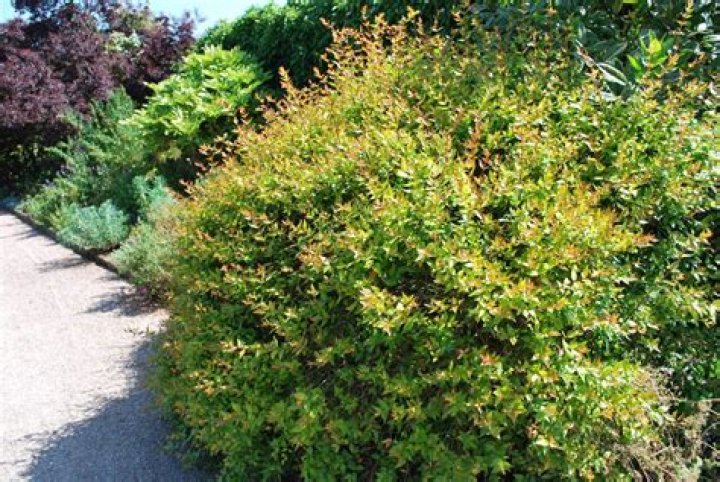 Are Abelia deer resistant? | ContextResponse.com