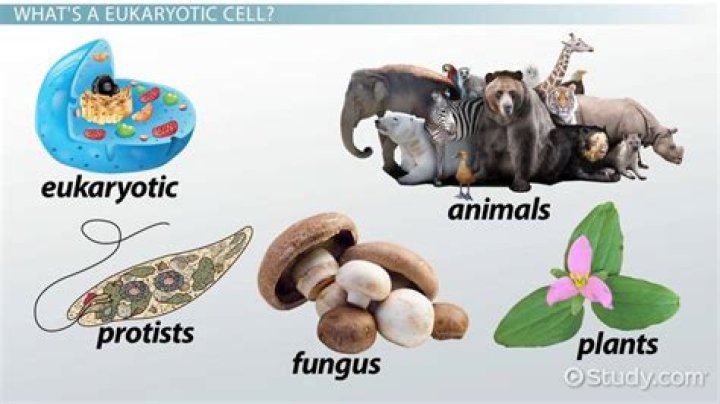 Are all animals eukaryotic? | ContextResponse.com
