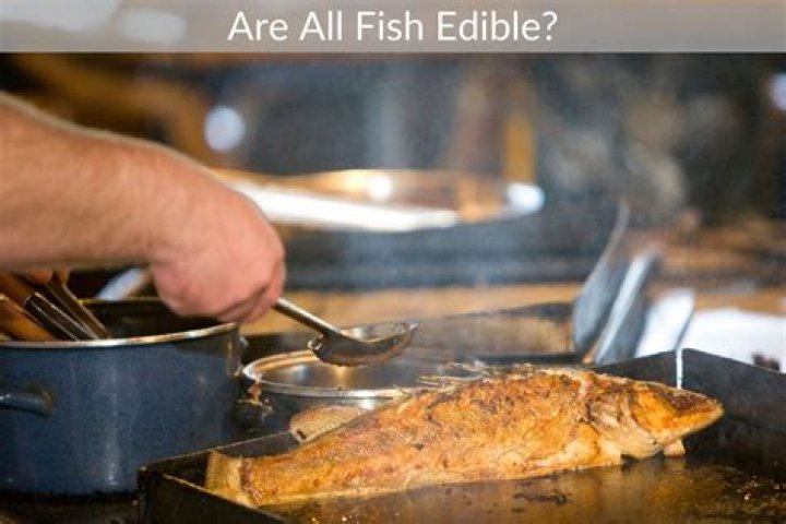 Are all fish edible?