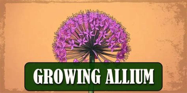 Are alliums easy to grow?