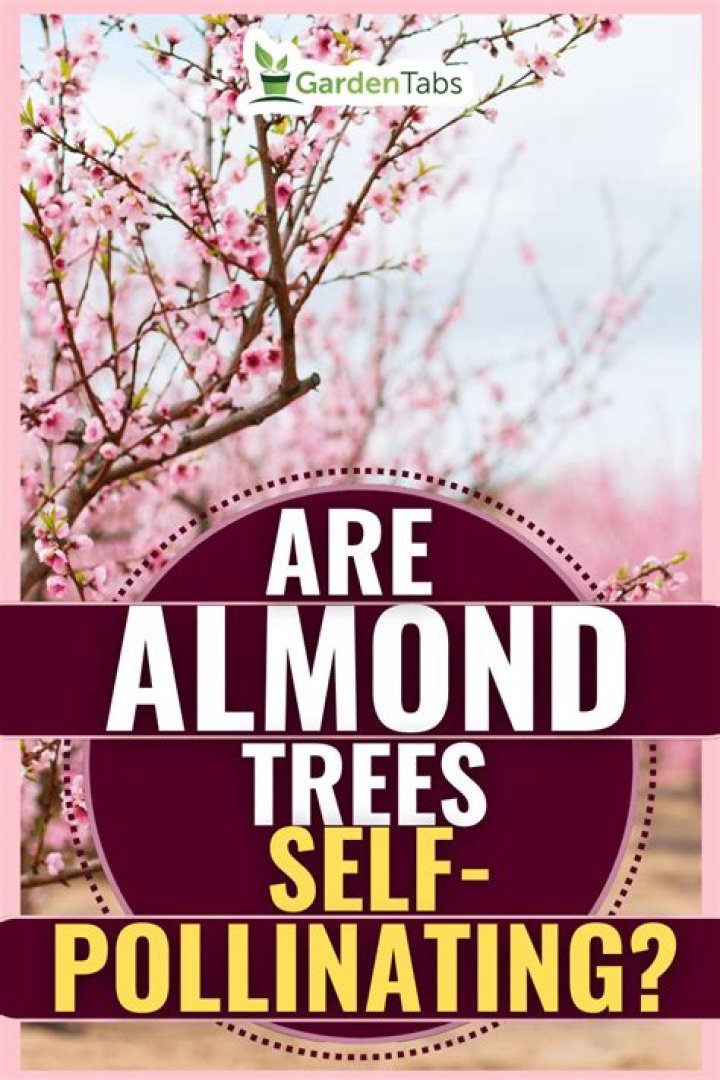 Are almond trees self pollinating?