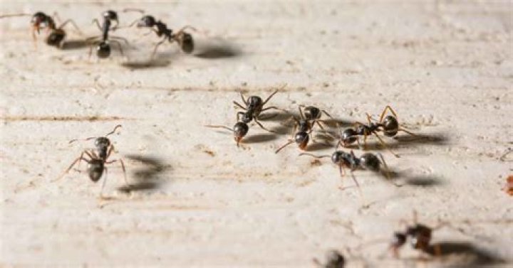 Are ants attracted to dog urine?