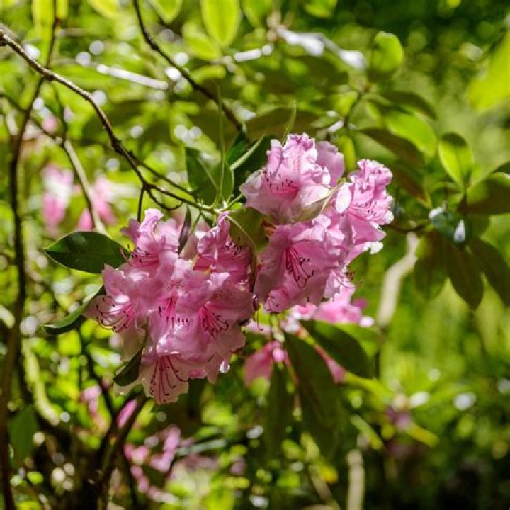 Are azaleas tropical? | ContextResponse.com