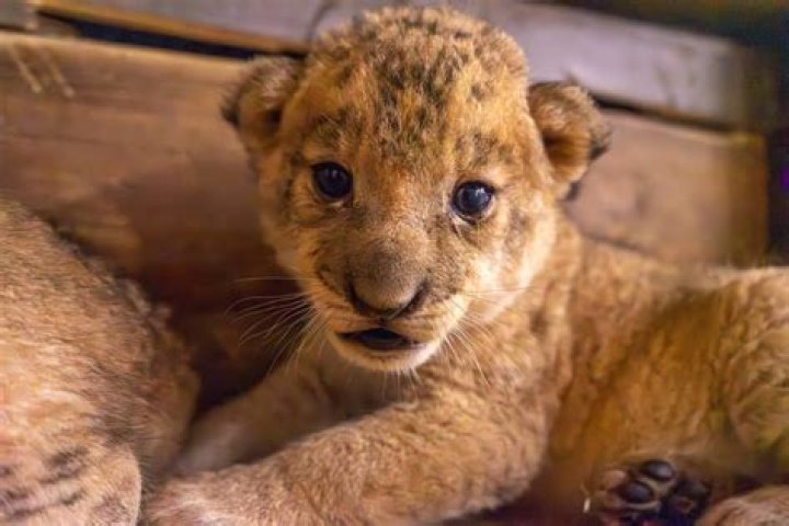 Are baby lions born blind?