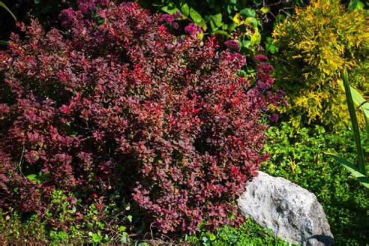 Are barberry bushes deer resistant?