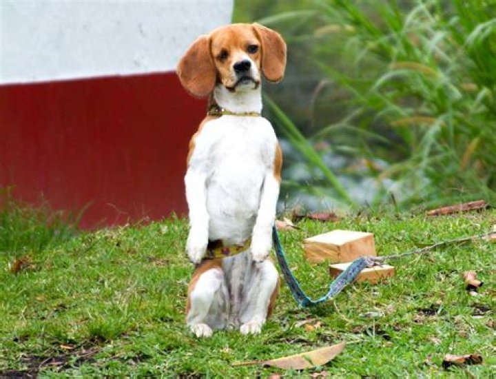 Are beagle puppies hard to train?