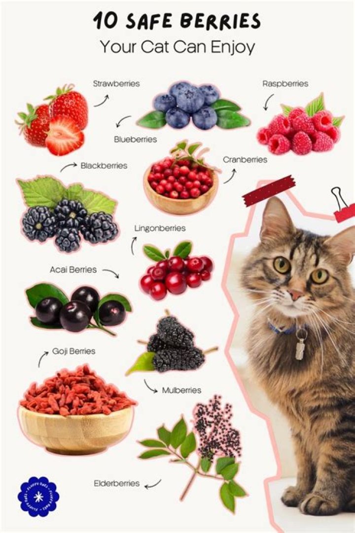 Are berries safe for cats?