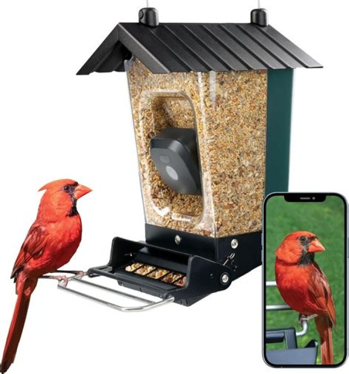 Are bird feeders messy? | ContextResponse.com