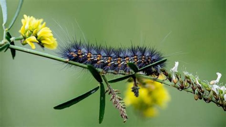 Are black and orange fuzzy caterpillars poisonous?
