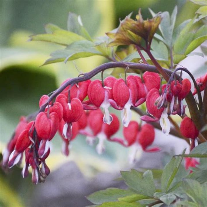 Are Bleeding Hearts a shade plant?