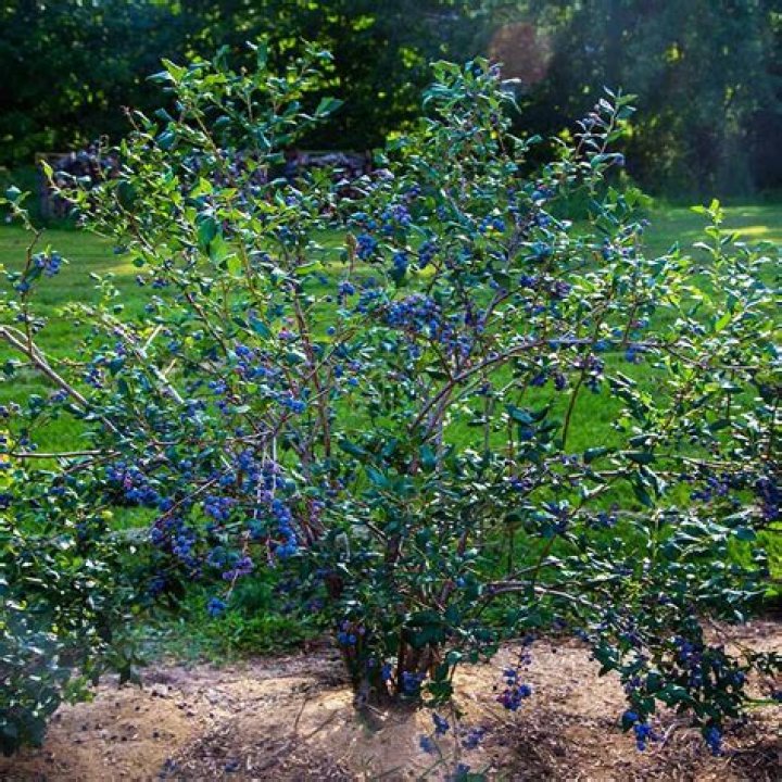 Are blueberries a bush or tree?