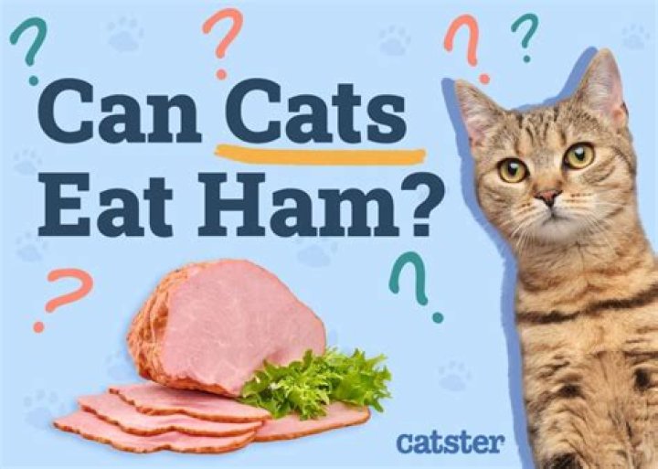 Are cats allowed ham? | ContextResponse.com