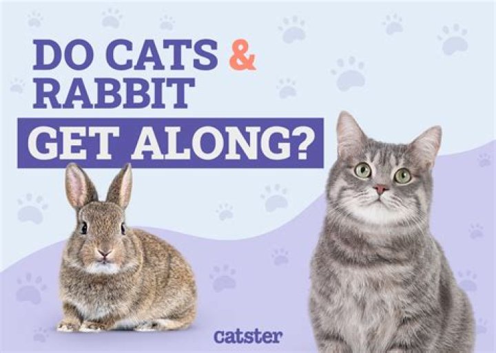 Are cats and rabbits similar?