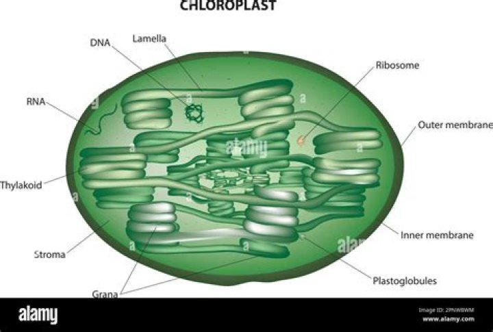 Are chloroplasts green? | ContextResponse.com