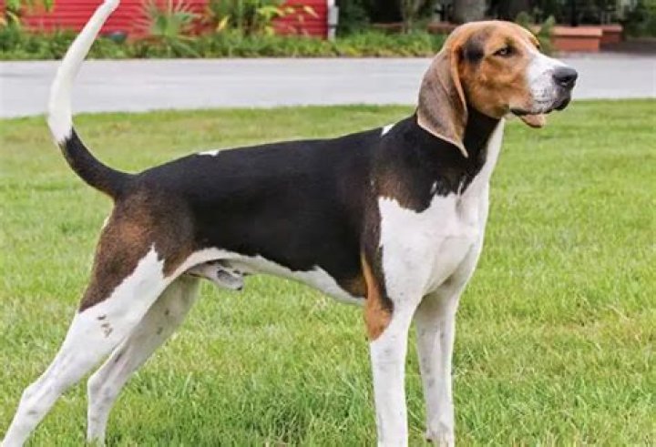 Are coonhounds affectionate?