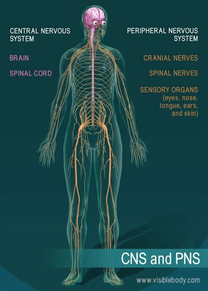 Are cranial nerves part of the peripheral nervous system?