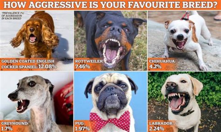 Are dogs more aggressive at night?
