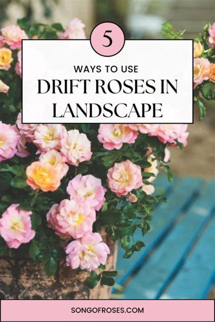 Are drift roses deciduous? | ContextResponse.com