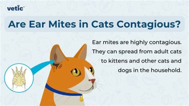 Are ear tags common? | ContextResponse.com