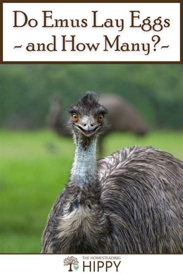 Are emus good to eat?