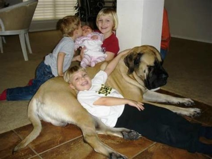 Are English mastiffs good family dogs?