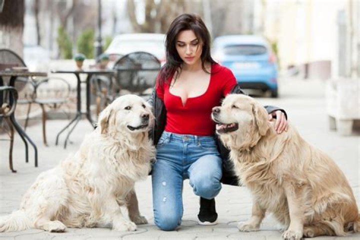 Are female dogs more protective of their owners?