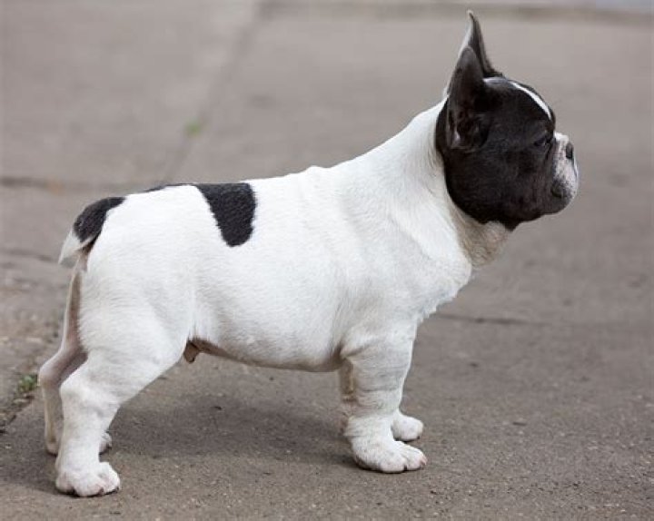 Are French Bulldogs born with a tail?