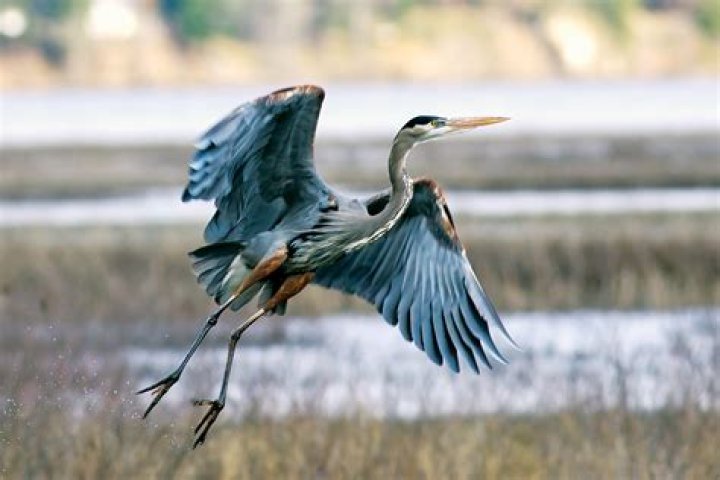 Are herons waders?