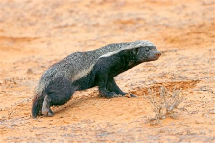 Are honey badgers in Texas?