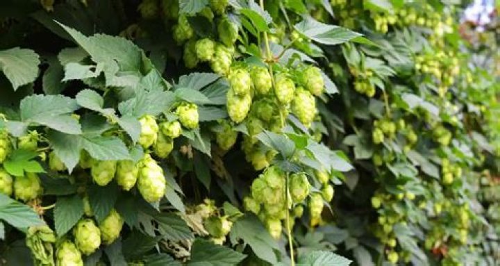 Are hops poisonous to goats?