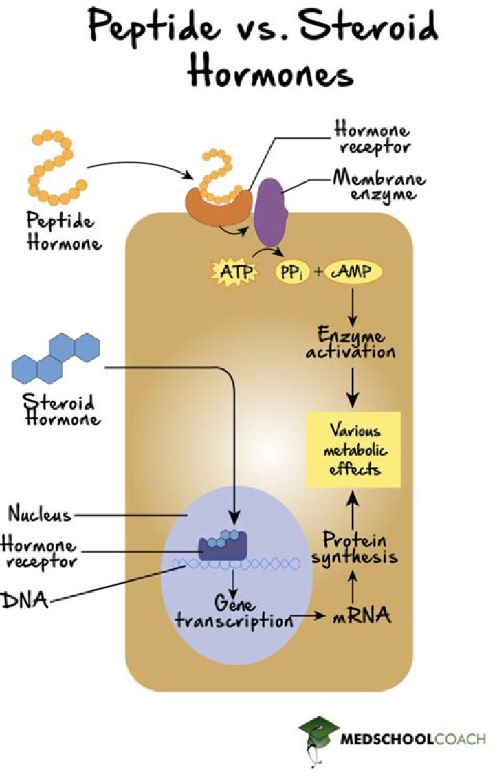 Are hormones made up of proteins?