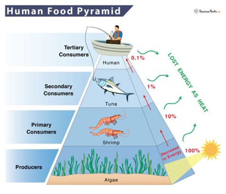 Are humans tertiary consumer? | ContextResponse.com