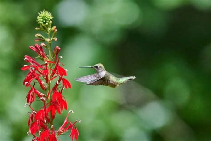 Are hummingbirds in Pa yet?
