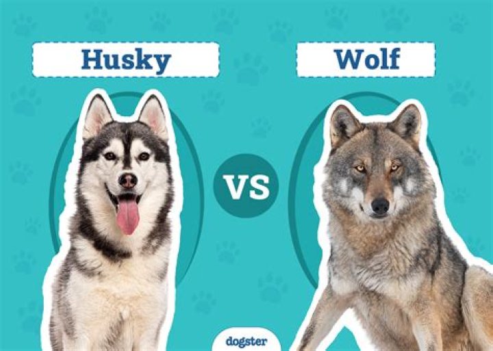 Are Huskies pack dogs? | ContextResponse.com