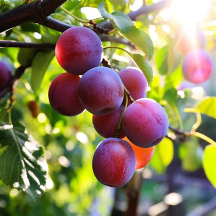 Are Italian plums in season?