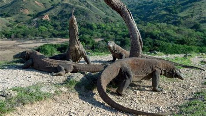 Are Komodo dragon fast?