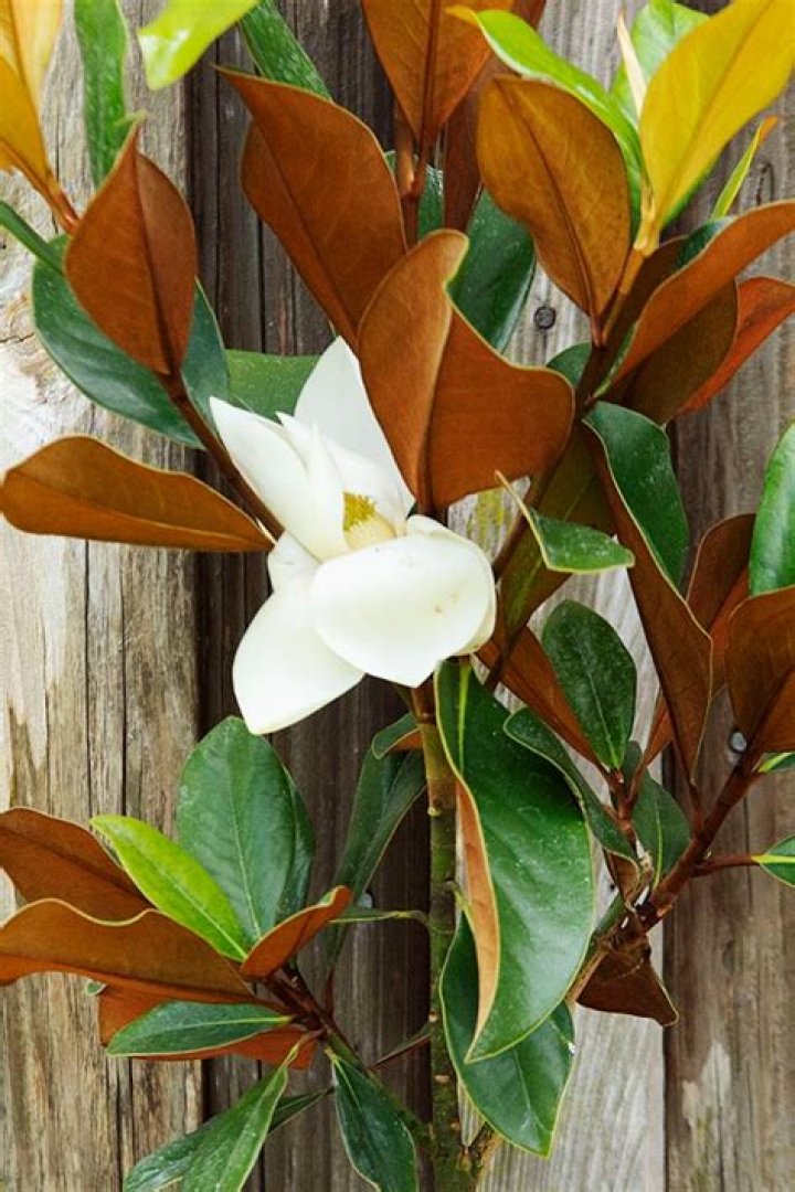 Are magnolia trees easy to care for?