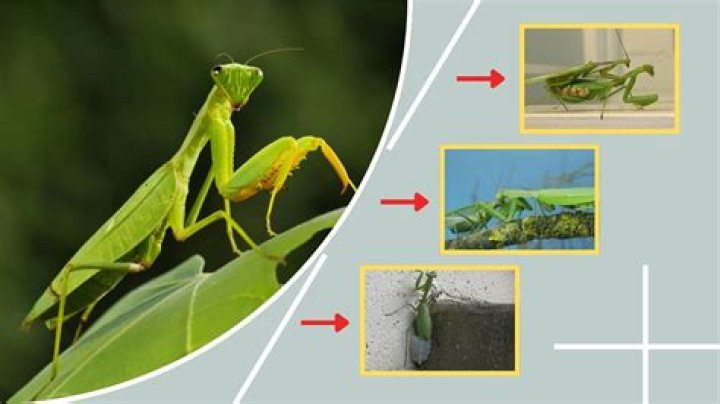 Are mantises dangerous? | ContextResponse.com