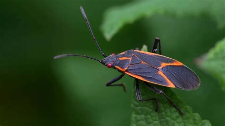 Are maple bugs harmful? | ContextResponse.com
