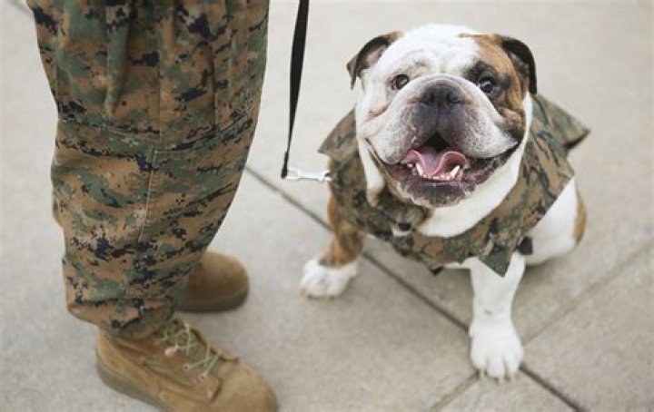 Are Marines called Devil Dogs?