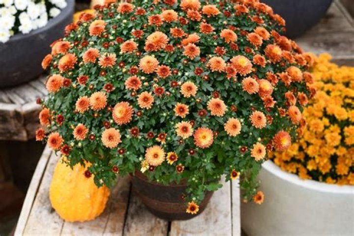 Are mums Evergreen? | ContextResponse.com