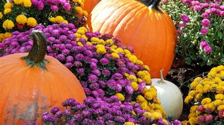 Are mums perennial or annual?