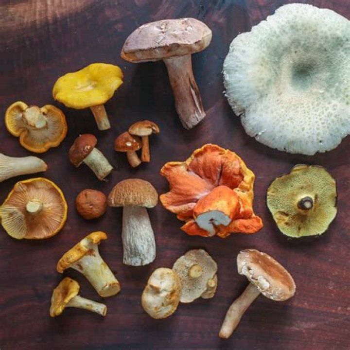 Are mushrooms unicellular? | ContextResponse.com
