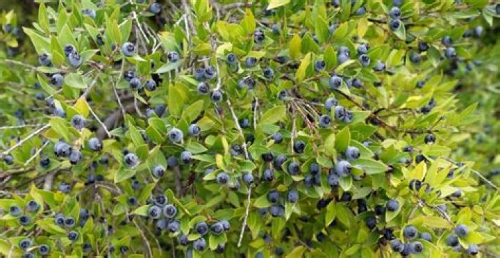 Are myrtle berries edible?