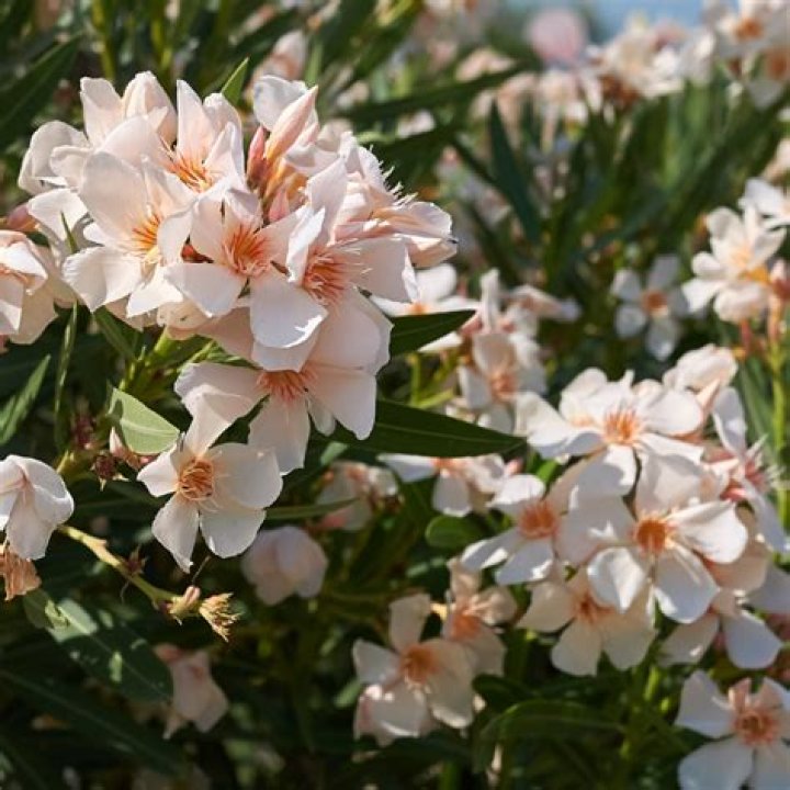 Are oleanders Evergreen?