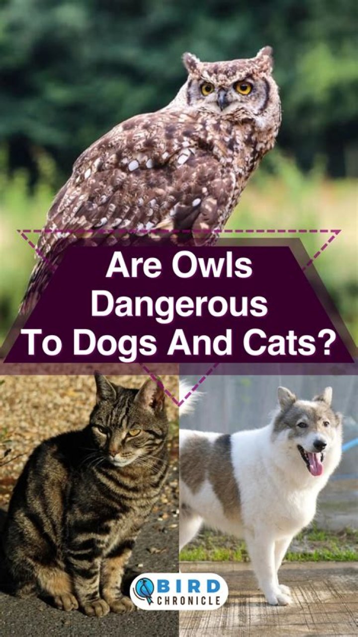 Are Owls dangerous to dogs?
