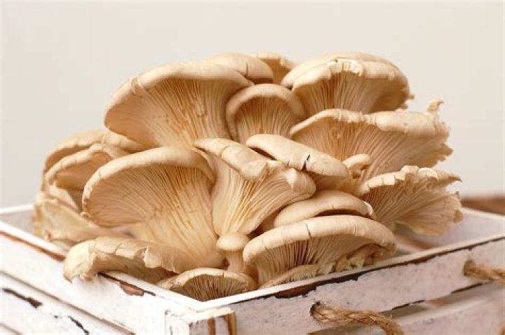 Are oyster mushrooms edible? | ContextResponse.com