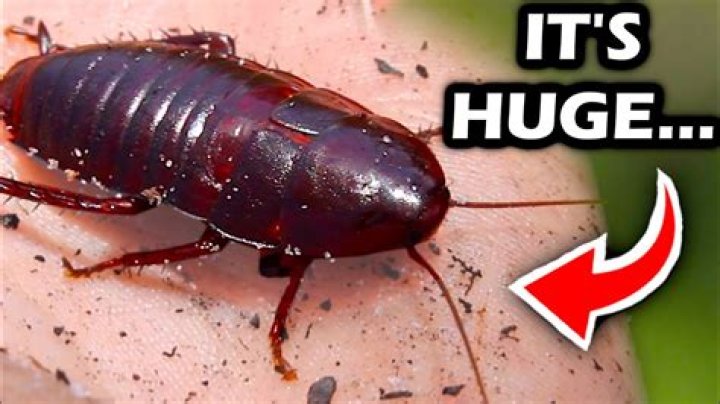 Are palmetto bugs dangerous?