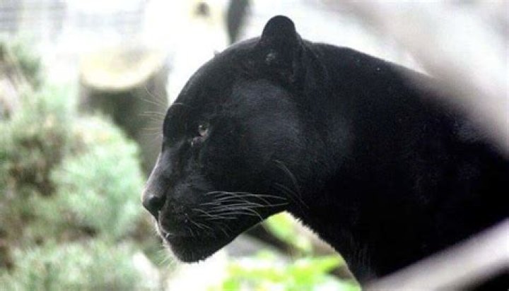 Are Panthers dangerous?