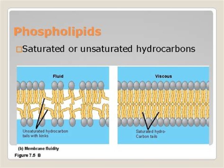 Are phospholipids saturated or unsaturated?
